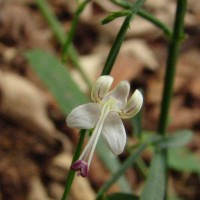 Andrographis alata (Vahl) Nees